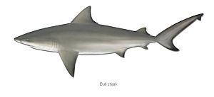 Bull sharks tracked in Harbour